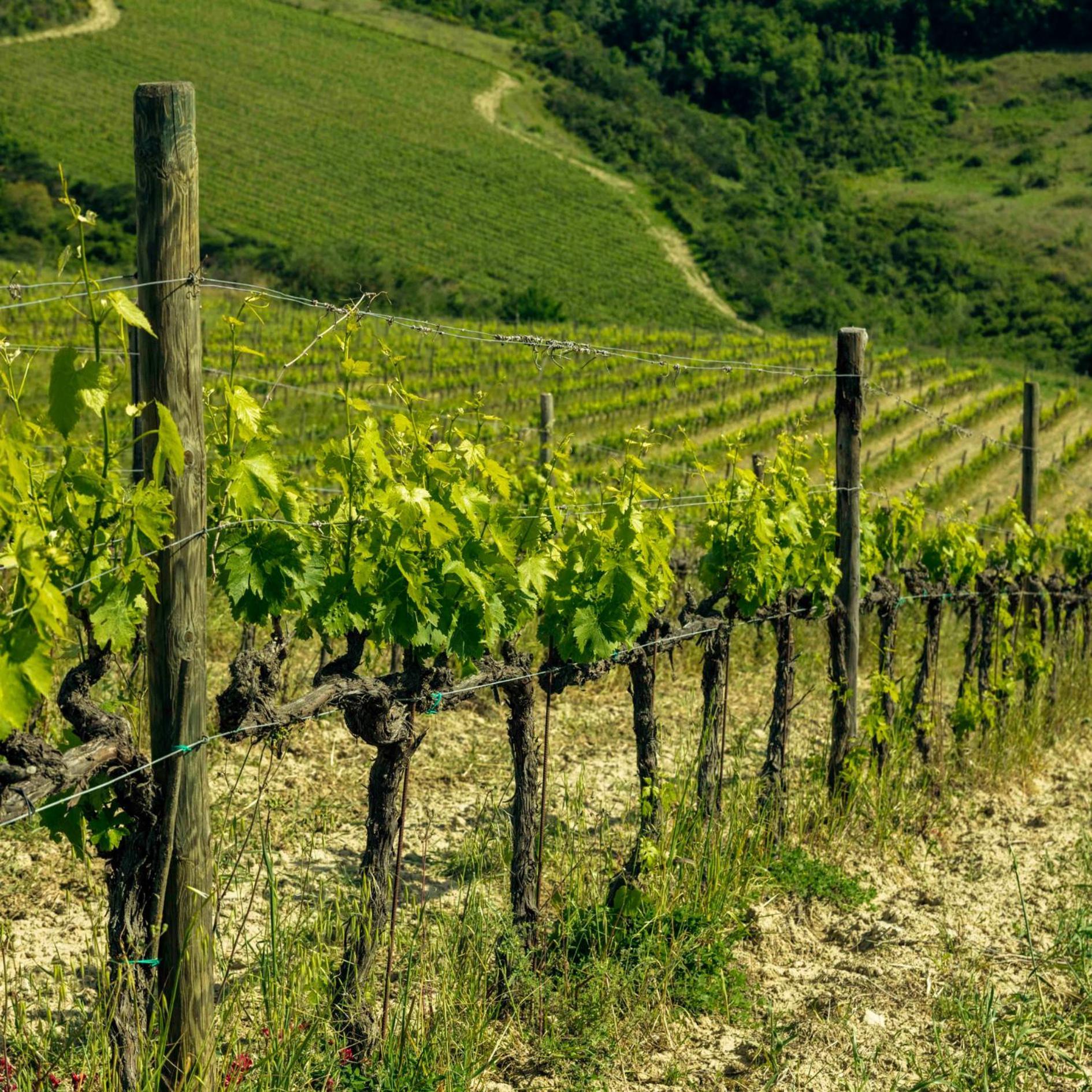 Agriturismo Poggio Il Castellare مونتالشينو المظهر الخارجي الصورة